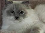 SAPPHIRE FULL BLUE SHOW OR BREED FEMALE - Ragdoll Cat For Sale - New York, NY, US