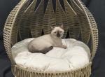NALA - Siamese Kitten For Sale - Morristown, NJ, US