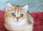 Joey - British Shorthair Kitten For Sale - 