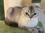 CHANEL RETIRED BREEDING CAT 3 YEAR OLD - Scottish Fold Cat For Sale/Retired Breeding - 