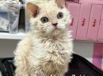 Selkirk Rex Kitten Fawn White Male - Selkirk Rex Kitten For Sale