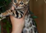Butterfly - Bengal Kitten For Sale - Los Angeles, CA, US