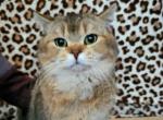 Patrick - British Shorthair Cat For Sale - 