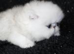 Dazzle M Persians - Persian Kitten For Sale - 