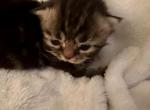Emma x Akimbo - Persian Kitten For Sale - 