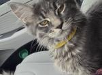 Lylah - Maine Coon Cat For Sale - Cleveland, TN, US