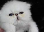 Silver Persians - Persian Kitten For Sale - 