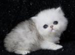 Exotic Shorthair - Exotic Kitten For Sale - 