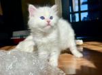 George Available - Turkish Angora Kitten For Sale