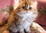 CFA Vanier's Golden Sunrise - Persian Kitten For Sale - Argyle, TX, US
