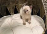 Tofu - Siamese Kitten For Sale - Morristown, NJ, US