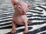 Cinnamon boy purebred sphynx kitten - Sphynx Kitten For Sale - Chicago, IL, US