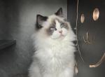 Kiki - Ragdoll Kitten For Sale - 