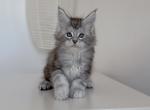 Boy Ballu - Maine Coon Kitten For Sale - NY, US