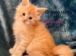 Rose - Maine Coon Kitten For Sale - 
