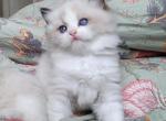 JoJo - Ragdoll Kitten For Sale - 