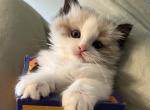 ViVi - Ragdoll Kitten For Sale - 
