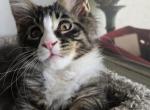 Oscar - Maine Coon Kitten For Sale - Los Angeles, CA, US