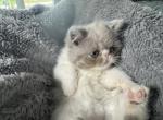 Lilly - Exotic Kitten For Sale - Miami, FL, US