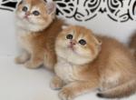 Liliana - Scottish Fold Kitten For Sale - 