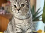 Lord - British Shorthair Kitten For Sale - Brooklyn, NY, US