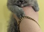 Multiple Persian Kittens - Persian Kitten For Sale - 