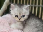Blue's babies - British Shorthair Kitten For Sale - Brewster, NY, US