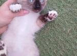 Ragdoll - Ragdoll Kitten For Sale - W Bloomfield, MI, US