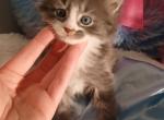 Maine coon - Maine Coon Kitten For Sale - W Bloomfield, MI, US