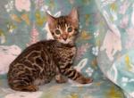 Taz - Bengal Kitten For Sale - 