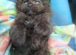 Chocolate color maine coon - Maine Coon Kitten For Sale - W Bloomfield, MI, US
