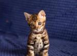 Champion Bloodline Bengal Kittens - Bengal Kitten For Sale - North Port, FL, US