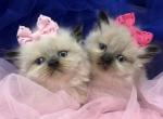 Persian Himalayan kittens 4 sale khloe's kittens - Persian Kitten For Sale - 