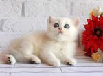 Odaliya - British Shorthair Kitten For Sale - 