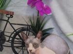 Nike - Sphynx Kitten For Sale - 