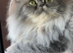 isleofpersians - Persian Kitten For Sale - Ormond Beach, FL, US