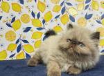 chicky litter - Himalayan Kitten For Sale - 