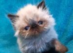 persian - Persian Kitten For Sale - 