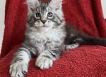 not a reseller - Maine Coon Kitten For Sale - NY, US