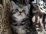 Tayla - Scottish Straight Kitten For Sale - 