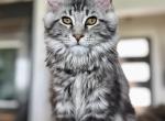 Amber - Maine Coon Kitten For Sale - Boerne, TX, US