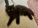 Stella - Persian Kitten For Sale - 