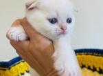 INDIANA JONES - Scottish Fold Kitten For Sale - Baton Rouge, LA, US