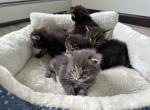 Green Valley Paws - Maine Coon Kitten For Sale - 