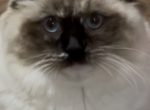Tortie female - Ragdoll Kitten For Sale - New York, NY, US