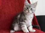 best bloodline - Maine Coon Kitten For Sale - NY, US