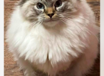 Male stud available for purchase - Ragdoll Kitten For Sale - New York, NY, US