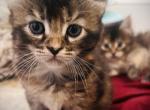Barbara - Maine Coon Kitten For Sale - East Taunton, MA, US