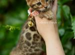 Dragon fly - Bengal Kitten For Sale - Los Angeles, CA, US