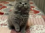 British shorthair and longhair - British Shorthair Kitten For Sale - Philadelphia, PA, US